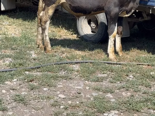 Bull, Cattle