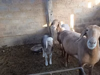 Sheep, Arashan sheep — photo 7