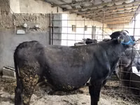 Ng'ombe jike, Russian Black pied cattle — picha 2