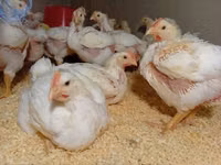 Chickens — picha 4