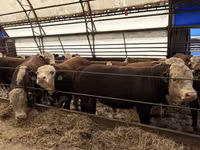 Ng'ombe dume, Simmental cattle — picha 7
