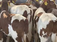Bovinos (lote, sexo no especificado), Ganado vacuno — foto 3