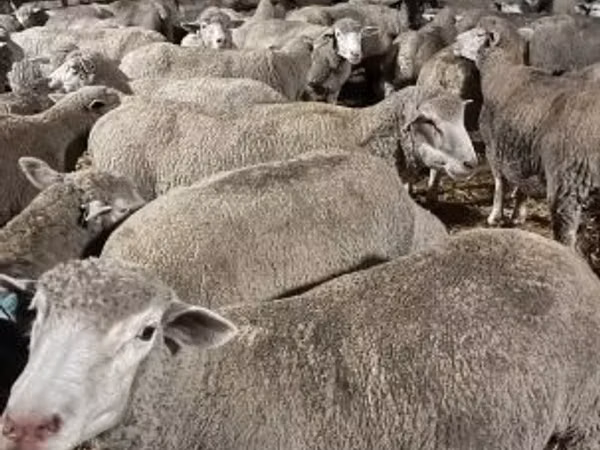 भेड़, Ile-de-France sheep
