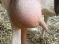 बकरी, Saanen goat — फ़ोटो 6