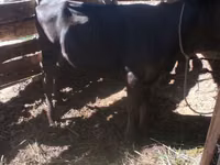Cow, Alatau breed — photo 1