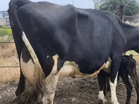 Ng'ombe jike, Russian Black pied cattle — picha 6