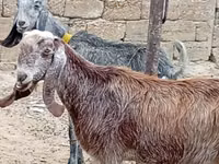 Cabra, Damask goat — foto 2