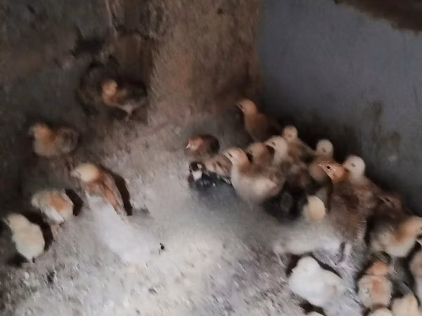 Chickens