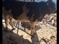 Ng'ombe dume, Red Estonian cattle — picha 5
