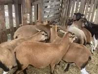 Carnero, Cameroon sheep — foto 2