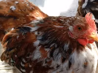 Bantam Pekín — foto 1