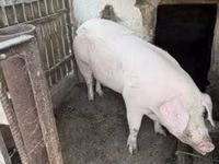 母猪 — 照片 8