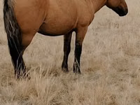 حصان, Mugalzhar horse — الصورة 2
