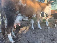 Kuh, Simmental cattle — Foto 2