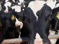 Ng'ombe jike, Banda la Holstein — picha 7