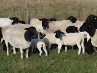 Kondoo (kikundi, jinsia haijatajwa), Dorper sheep — picha 1