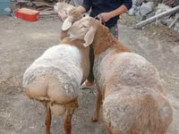 Dume la kondoo, Arashan sheep — picha 3