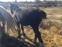 Horse (M), Gypsy horse — photo 4