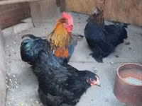 Chickens — picha 1