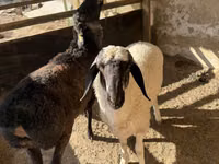 Widder, Blackheaded Persian sheep — Foto 4
