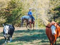 Farasi dume, Quarter Horse — picha 8