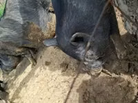 Boar — photo 3