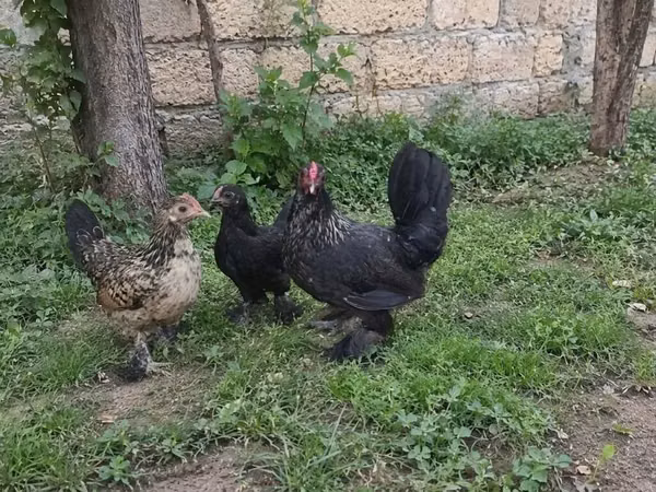 Japanisches Bantam