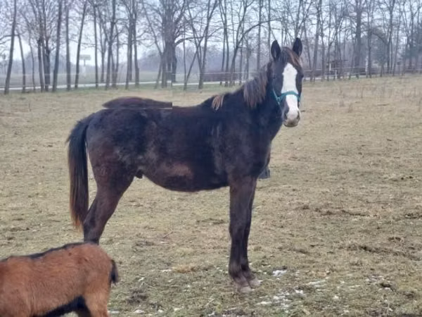 Caballo, Hungarian horse breed