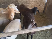 Kondoo jike, Tian-Shan semifinewool sheep — picha 1