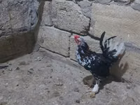 ياباني بانتام — الصورة 2