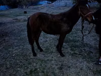 Caballo, Tiger horse — foto 4