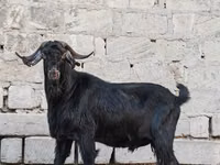 Billy Goat, Goats — photo 3