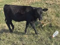 Cow, Cast cow — photo 2
