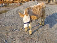Bulle, Swiss cattle — Foto 2