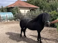 Hengst, Welsh Cob — Foto 1