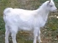 Mbuzi dume, Saanen goat — picha 1