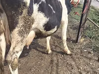 Ng'ombe jike, Banda la Holstein — picha 7