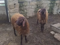 كبش, Blackheaded Persian sheep — الصورة 2