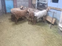 Schaf, Arashan sheep — Foto 2