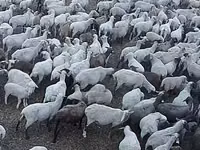 Kondoo jike, Hampshire sheep — picha 2