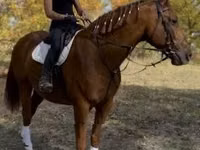 Caballo, Gidran — foto 2