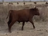 Бык, Казахская белоголовая корова — фото 2