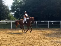 Caballo, Oldenburg horse — foto 4