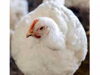 科布500 — 照片 1