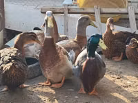 सैक्सोनी — फ़ोटो 4