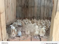 Chickens — 照片 5