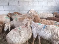 भेड़, Arashan sheep — फ़ोटो 1