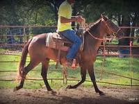 घोड़ी, Standardbred — फ़ोटो 3