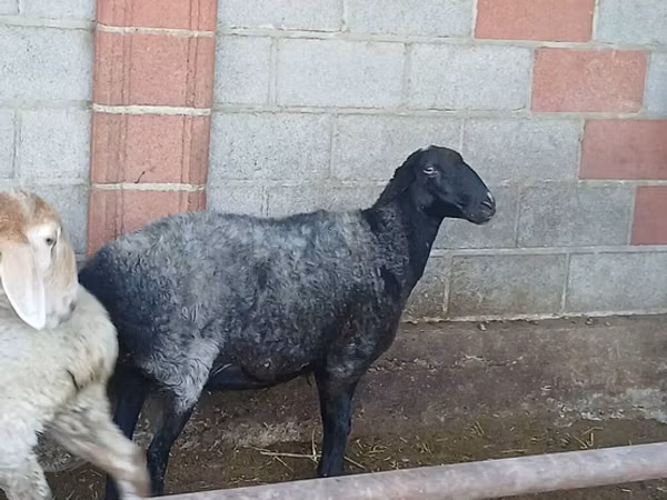 母羊, Sheep