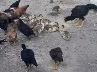 Chickens — Foto 3
